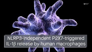 P2X7 activation can trigger IL1β release by human macrophages in an NLRP3independent manner [upl. by Torto]