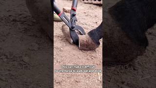 Why do horses hooves need to be trimmed [upl. by Rodge29]