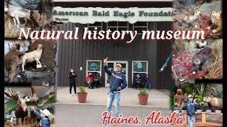 American Bald Eagle Foundation and Natural history Museum Haines Alaska [upl. by Eckardt358]