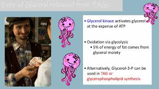 Chapter 16 Lipid Metabolism [upl. by Silvio]