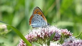 Grote vuurvlinder ssp batava  Lycaena dispar batava [upl. by Ardyaf]