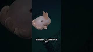 深海秘密：探索新发现的100种奇异生物！ [upl. by Bennie]