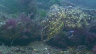 A dive under Swanage Pier [upl. by Semaj922]