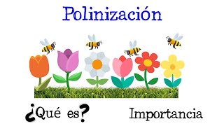 🌺🐝IMPORTANCIA DE LA POLINIZACIÓN Polinizadores🌎Ecología [upl. by Wavell]