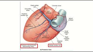 Posterior interventricular groove of heart MRCS question solve CRACK MRCS [upl. by Nowad]