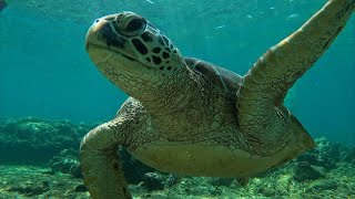 Apo Island Philippines [upl. by Errecart535]