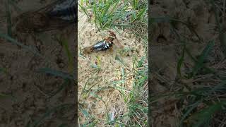 Cicada Killer Wasp In ACTION [upl. by Lak]