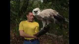 jeff corwin and harpy eagle [upl. by Evvy]