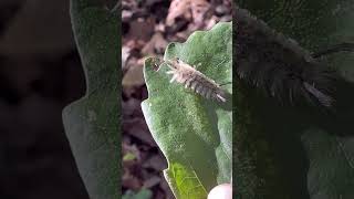 🐛Banded tussock moth caterpillar…the shag🐶nature naturelovers insect [upl. by Ivie122]