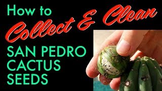 How to Collect amp Clean San Pedro Cactus Seeds Trichocereus Pachanoi fruit [upl. by Haodnanehs]