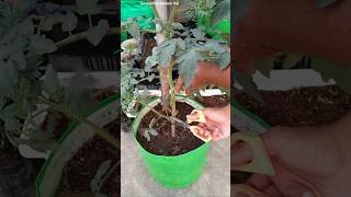 DO THIS with tomato 🍅 plants  Tips to get lots of Tomatoes [upl. by Aerdnu]