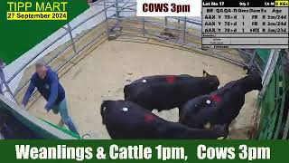 TIPPERARY TOWN MART 27 Sep 2024 Calves Cattle amp cows [upl. by Chamberlain]