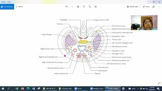 Lecture on Thoracic Inlet [upl. by Assirat]