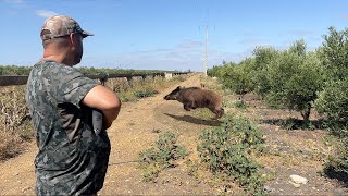 Chasse Sanglier au Maroc Domuz Avı  Wild Boar Hunting 2024 [upl. by Nylicaj583]