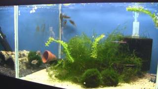 Corydoras schultzei Spawning [upl. by Nallid346]