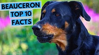 Beauceron  TOP 10 Interesting Facts [upl. by Pik163]