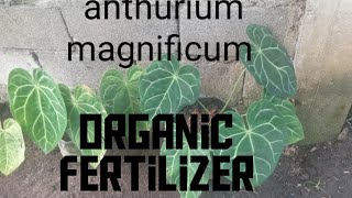 organic fertilizer for anthurium magnificum [upl. by Noda829]