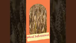 Inflorescence of Wheat II Floral biology of cereals II Seeds of cereals II Spikelet youtubevideos [upl. by Ginsburg673]