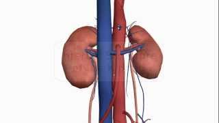 Internal structure of the Kidney  Anatomy Tutorial [upl. by Landis818]