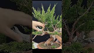 How Create and Styling a bonsai juniperus [upl. by Nediarb102]