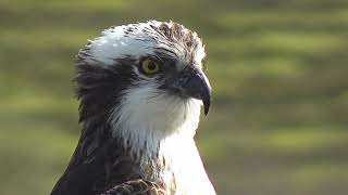 Gweilch Glaslyn 2023 Glaslyn Ospreys [upl. by Oigolue]