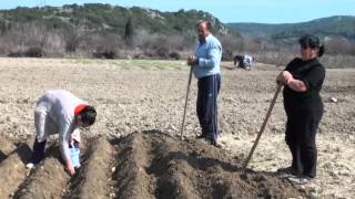 ΠΑΡΑΔΟΣΙΑΚΟ ΦΥΤΕΜΑ ΠΑΤΑΤΑΣ ΚΑΡΥΑ ΛΕΥΚΑΔΑΣ 4 3 2012 [upl. by Jeffery]