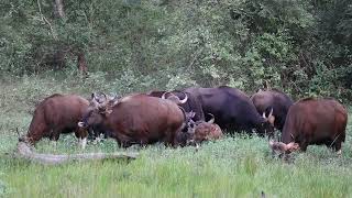 Watch a herd of powerful Gaur have dinner in a ring protecting young at centre from the big cats [upl. by Aneg]