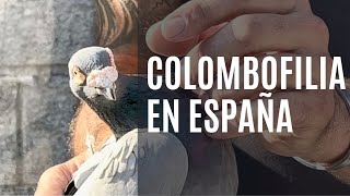 🕊️Colombofilia Palomas Mensajeras en España 🕊️ [upl. by Laon186]