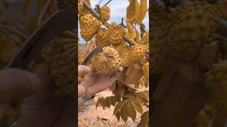 How to grow amazing testy fruit and colour custard fruitbeautifulnaturalfruitgradntrendingsong [upl. by Atinat]