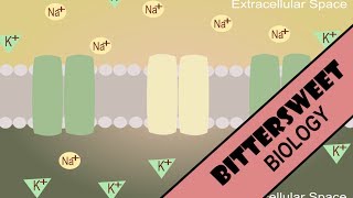 Neuron Resting Potential  Resting Membrane Potential [upl. by Armallas]