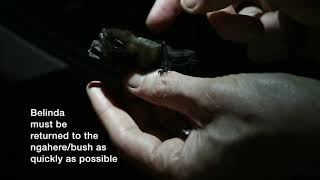 Pekapekatouroa longtailed bat trapping Waitakere Ranges January 2019 [upl. by Weaks]