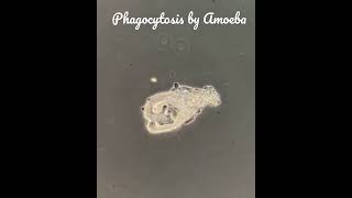 Nutrition in Amoeba by phagocytosisAmoeba engulfs the food by pseudopodiaThis is holozoic method [upl. by Nothgierc]