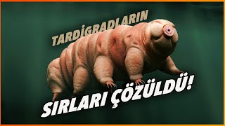 Tardigradlar Radyasyona Karşı Nasıl Korunuyor [upl. by Bum]