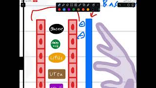 Glomerular filtration  شرح بالعربي [upl. by Honeyman931]