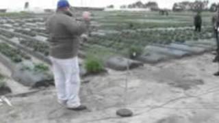 Nutsedge Control in Strawberries — FGNtv [upl. by Lhok785]