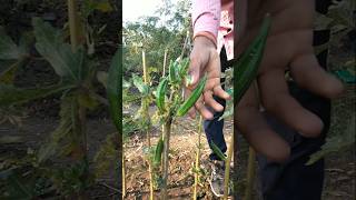 fresh ladyfinger nature farming okra shorts [upl. by Huckaby622]