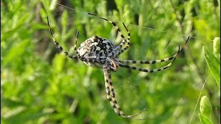 Araña tigre Argiope lobata La araña más monstruosa de España GONZALO [upl. by Cerellia923]