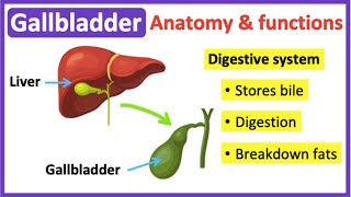 Gallbladder anatomy amp function🤔  Easy learning video [upl. by Maybelle]