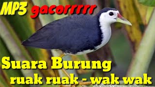 Suara Burung Wak Wak Burung Ruak Ruak Terbaik Gacor [upl. by Hanonew]