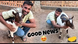 Hamari Aik Goat Bhut Jald Bachy Deny Wali hai ytstudio dailyvlogs [upl. by Hobie]