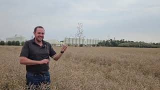 Cracking The Canola Code Overcoming Disease Nitrogen Woes And Desiccation Timing [upl. by Marysa]