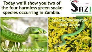 The beautiful emerald quotgreenquot snakes of Zambia Two of the four [upl. by Adur]