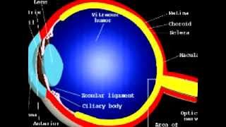 What is an ERG electroretinogram [upl. by Bruckner]