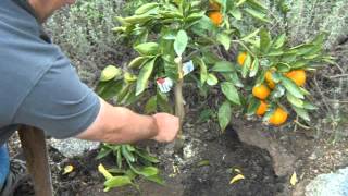 Citrus Satsuma Orange Bush Growing Issues [upl. by Ytte]