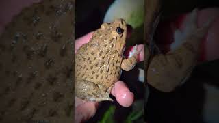 Boing Boing catching frogs so funny  catching prank frogs funny  tep longheng funny [upl. by Yesdnil]