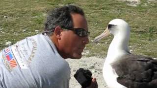 Friendly Laysan Albatross on Midway Atoll [upl. by Nerrak]