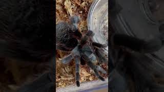 Cotztetlana omiltemi RARE “Mexican Stout Leg” Tarantula Rehouse [upl. by Garibald]