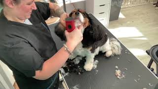 FULL GROOM On a CAVALIER KING CHARLES Spaniel Hairy Hounds DOG GROOMING UK Time lapse Clipping [upl. by Teodoro]