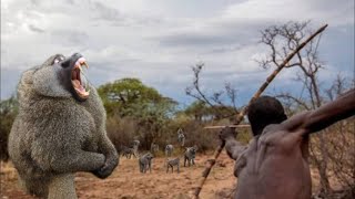 HADZABE TRIBE HUNTING BABOON SUCCESSFUL FULL DOCUMENTARY [upl. by Ettellocin520]