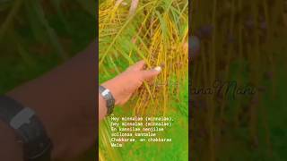 Date Palm Fruit🌴 shortfeedyoutube youtubeshorts [upl. by Doralynne]